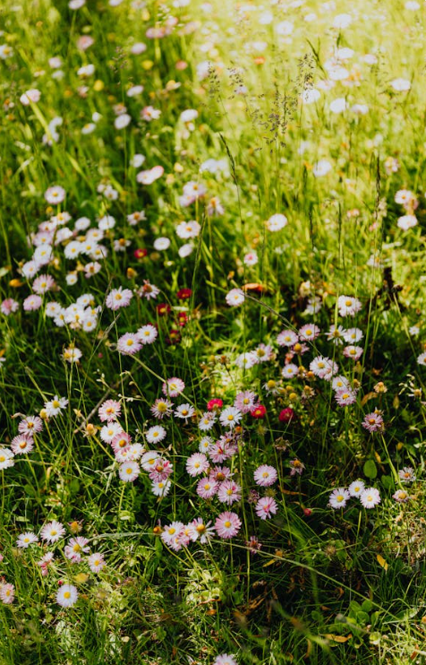 Blumenwiese 31.05.2026